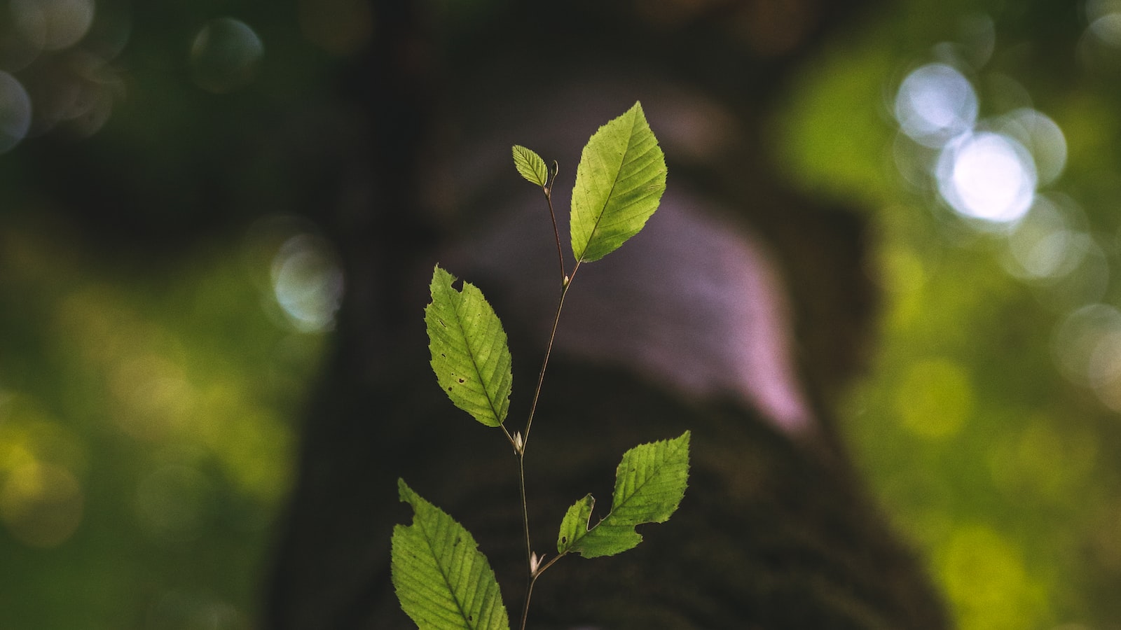 Ignite Your Instagram​ Growth‌ with⁣ These Proven Strategies