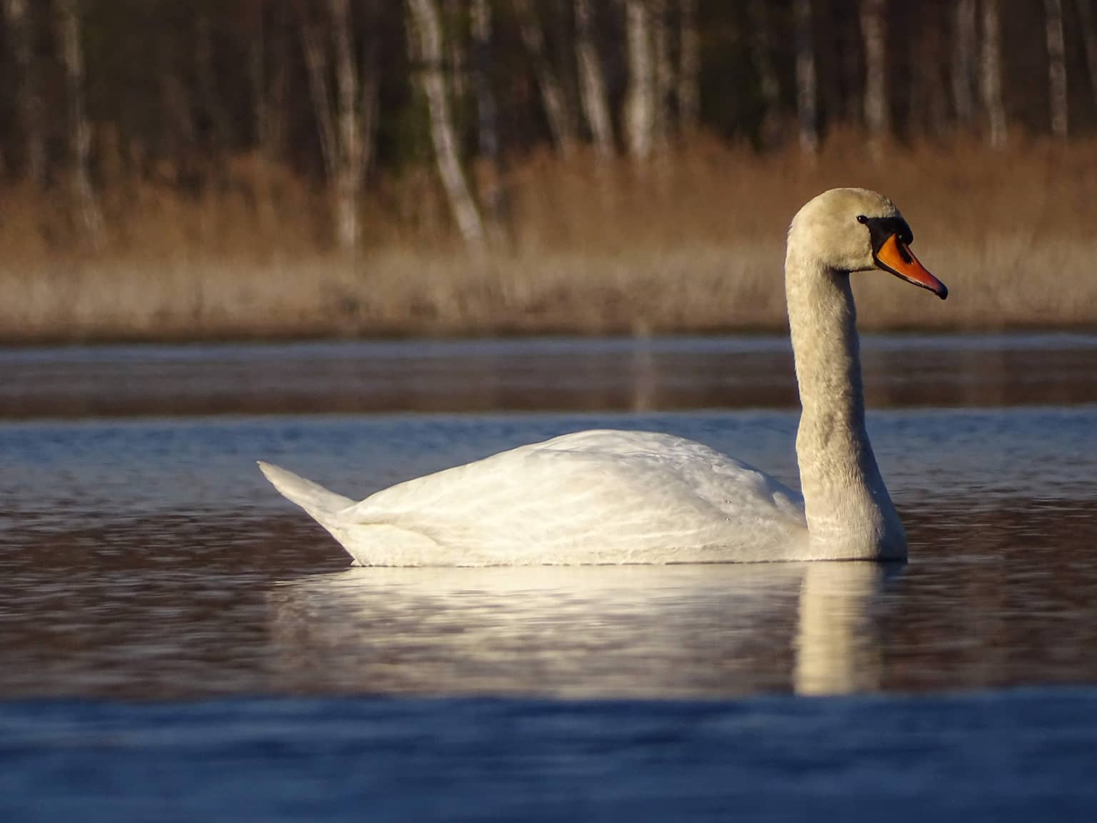 Captivating Your Audience:​ Crafting Compelling⁢ Content for Instagram Marketing