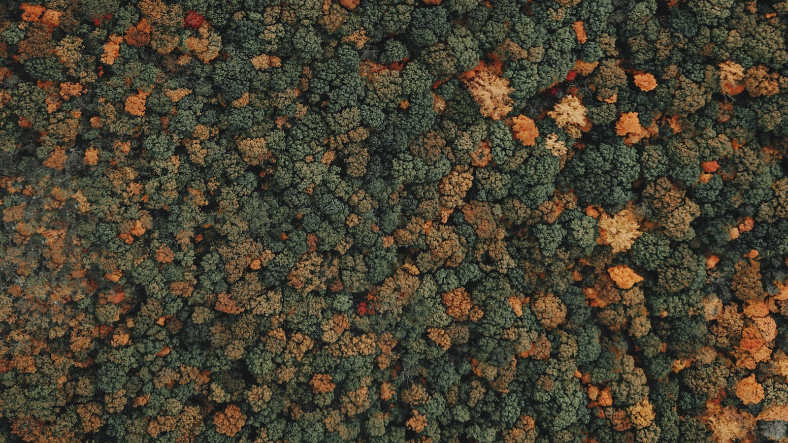 The Evolving Landscape of Influencer Marketing on Social Media