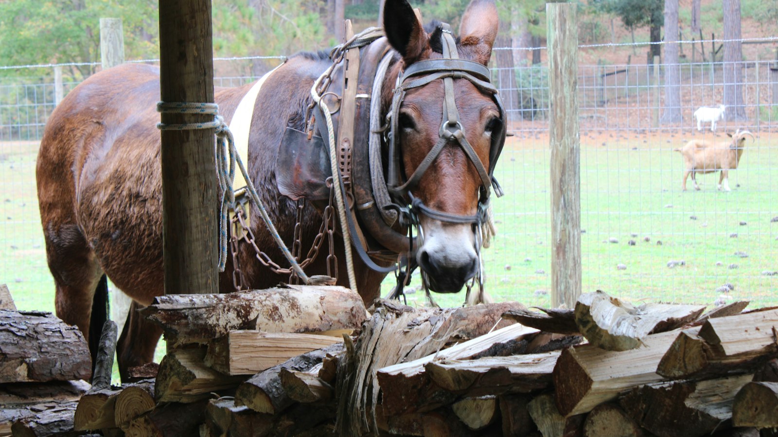 Harnessing the Power of Influencers: A Step-by-Step Guide for⁢ Effective Collaboration